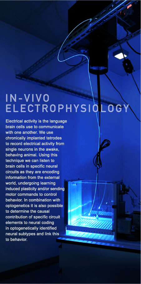 IN-VIVO ELECTROPHYSIOLOGY